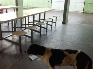 Animais foram flagrados na cozinha (Foto: TCE Regional Bauru/Divulgação)