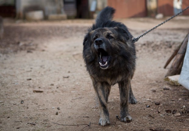 Dono pretende confinar cachorro em celeiro para evitar multa (Foto: Darko Bandic/AP)