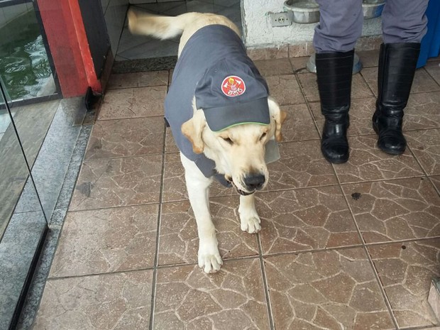 Cachorro Speedy fardado como bombeiro (Foto: Alexandre Dourador/8GB de Santo André)