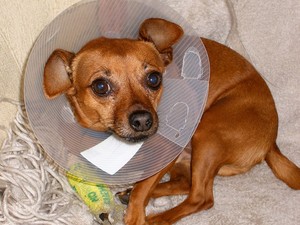 Foto sem data mostra Kudo, o cachorro agredido por seu dono nos EUA (Foto: AP)