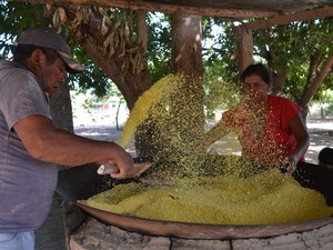 Produção de farinha de mandioca também faz parte do costume das famílias indígenas da Raposa Serra do Sol I (Foto: Valéria Oliveira/G1)