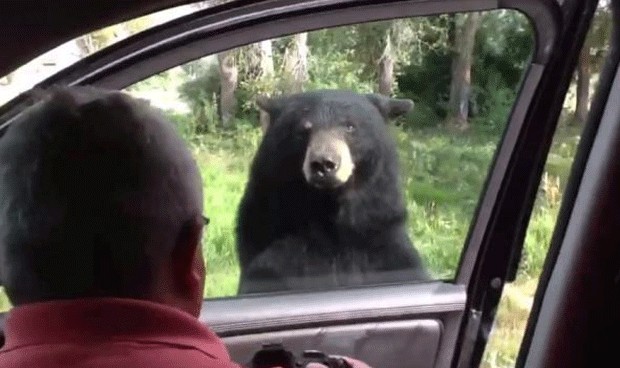 Urso 'caroneiro' abre porta de carro de família nos EUA (Foto: Nature Captures/YouTube)