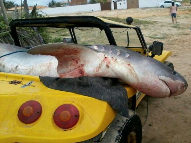 Tubarão foi capturado na manhã deste sábado na Praia do Abaís em Estância (SE) (Foto: Reprodução/Diário Sergipano)