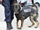 Cães da polícia de Detroit ganham coletes à prova de balas