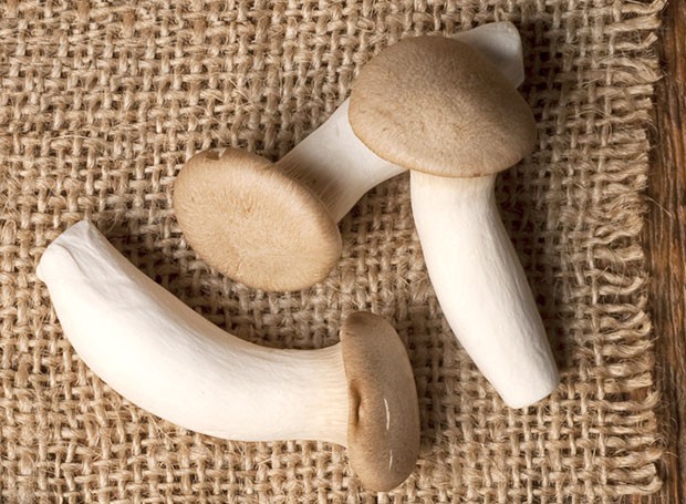 Conheça os diferentes tipos de cogumelos: Pleurotus (Foto: Iara Venanzi/Editora Globo)