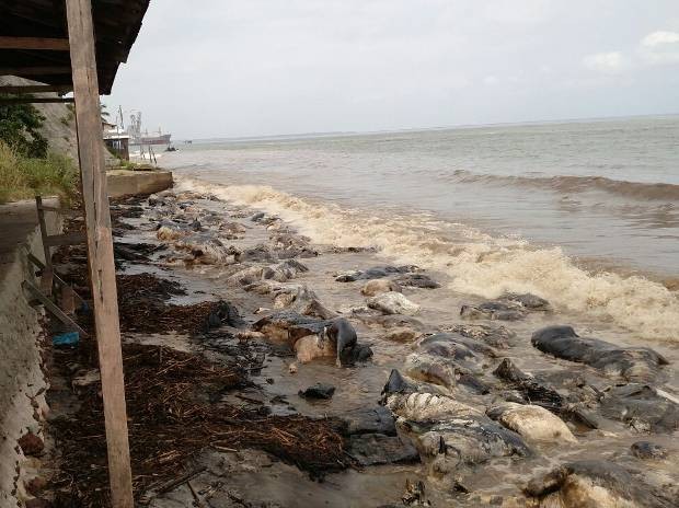 Bois mortos em naufrágio em Barcarena acumulam-se na orla de praias tomadas pelo óleo diesel que vazou de embarcação no último dia 6. (Foto: Guilherme Mendes/TV Liberal)