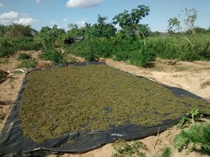 67 quilos da droga com a erva pronta para consumo foram achados em Belém do São Francisco (Foto: Divulgação/ Polícia Militar de Belém do São Francisco)