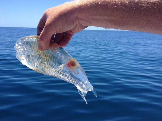 Animal marinho transparente foi encontrado pelo escocês Stewart Fraser, na costa da Nova Zelândia (Foto: Reprodução/Facebook/Stewart Fraser)