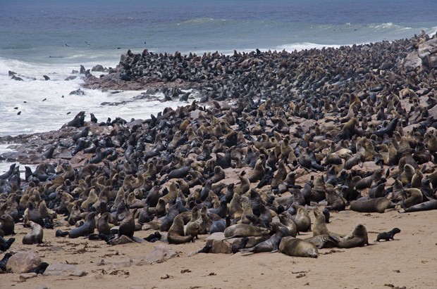 : A maior concentração de lobos-marinhos na Namíbia acontece em Cape Cross, na Costa do Esqueleto.  (Foto: © Haroldo Castro/ÉPOCA)