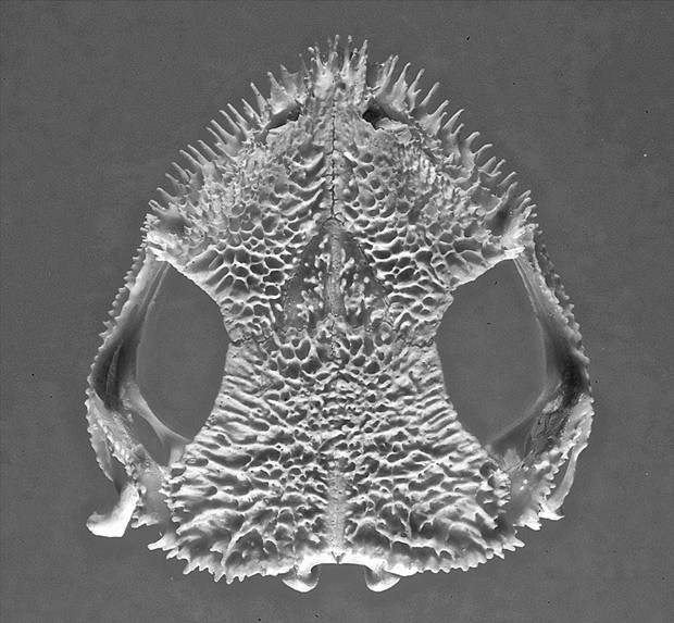 Crânio da perereca Corythomantis greeningi mostra os espinhos  (Foto: Carlos Jared/Instituto Butantan)