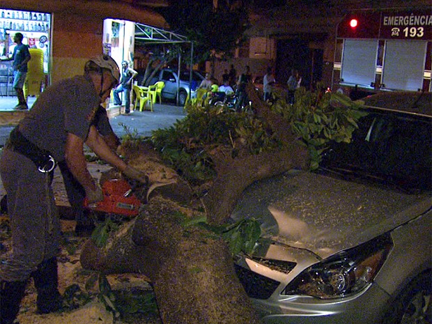 G1 Árvore cai em cima de carro vazio e interdita rua em Ribeirão