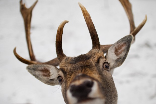 Já o outro animal parecia 'surpreso' com a presença do fotógrafo (Foto: Arno Burgi, DPA/AFP)