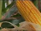Falta de chuva provoca queda na colheita de milho em Jataí (GO) 