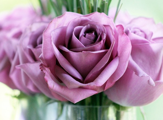 rosas-significado-rosa (Foto: ThinkStock)