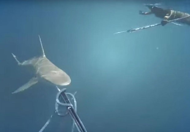 Australiano que fazia pesca submarina foi alvo de críticas depois matou tubarão (Foto: Reprodução/YouTube/Kathy Mack)