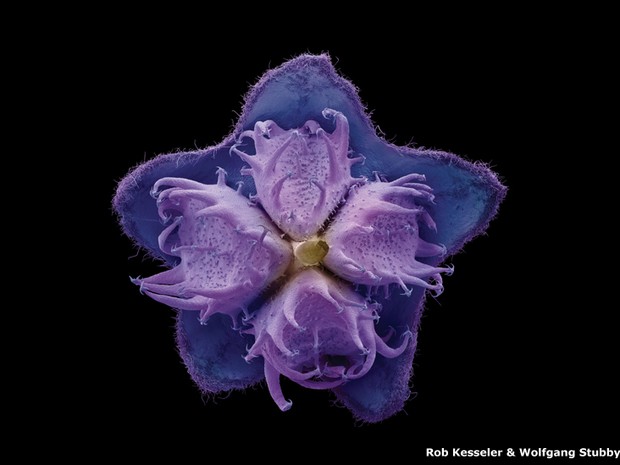 Uma nova exposição na galeria Gasometer Oberhausen, na Alemanha, mostra imagens que celebram a vida das plantas e animais. Acima, a foto Time Capsules of Life, de Rob Kesseler e Wolfgang Stubby (Foto: Imagem publicada por Papadakis.net, 2014)