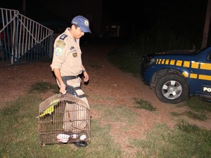 Animais silvestres foram encontrados no local. (Foto: Ellyo Teixeira/G1)