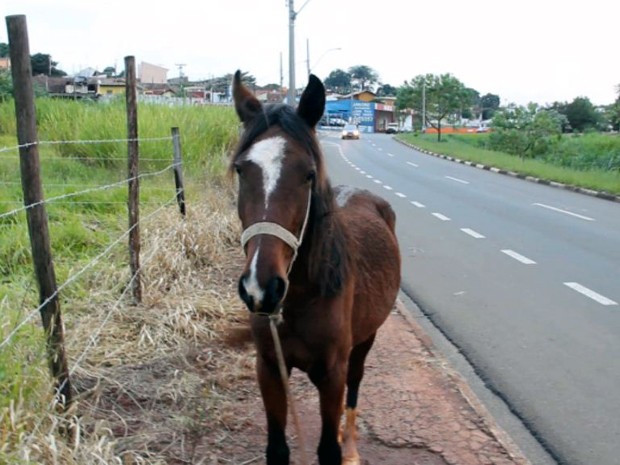 Animal complicou o trânsito da Avenida Comendador Alfredo Maffei.  (Foto: Reprodução/EPTV)