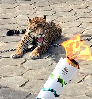 On&ccedil;a Tocha chama ol&iacute;mpica Manaus Amazonas revezamento carrossel (Foto: Isabella Pina)