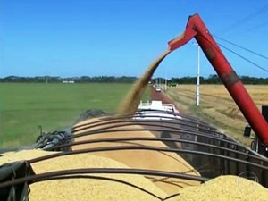 Produtores alegam que a produção do arroz está estagnada no estado (Foto: Reprodução/ TV Roraima)