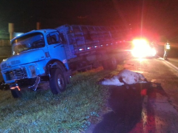 Animais estavam soltos na pista, segundo polícia (Foto: Divulgação/Polícia Rodoviária Estadual)