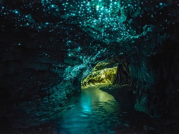 Larvas brilhanes dão a sensação de céu estrelado à Caverna de Waitomo (Foto: Opticoverload/Creative Commons)