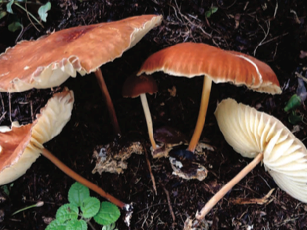 Marasmius Magnus foi uma das espécies categrizadas pela Ufsc (Foto: UFSC/Reprodução)