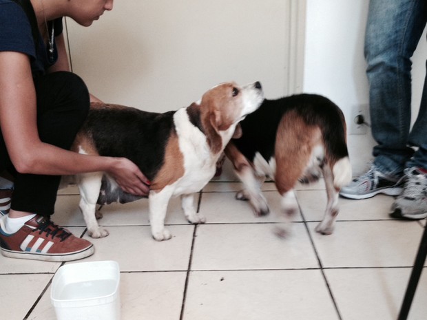 Dois dos 178 beagles foram recuperados pela polícia de São Roque (Foto: Bianca Celoto/TV TEM)
