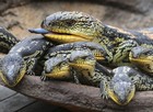 Filhotes de lagarto de língua azul nascem em zoológico da Austrália (Rob Griffith/AP)
