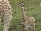 Zoo de San Diego apresenta filhote de girafa em risco de extinção; veja vídeo Zoo de San Diego apresenta filhote de girafa em risco de extinção; veja vídeo