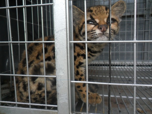 Felino precisa passar por readaptação aos hábitos para voltar ao habitat natural. (Fot PMA/Divulgação)