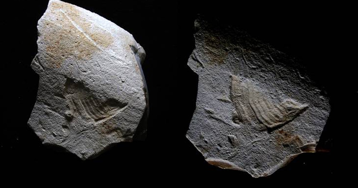 Arqueólogos descobrem pássaro esculpido em rocha há 35 mil anos