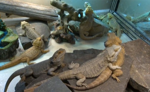 Sherrie está buscando alguém que aceite cuidar de seus lagartos de estimação. (Foto: Reprodução/YouTube/kGW)