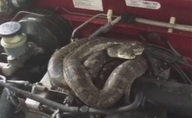 Kate Farlow levou susto ao encontrar píton escondida no motor de carro  (Foto: Reprodução/Facebook/Sunshine Coast Snake Catchers 24/7)