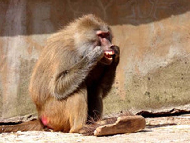 Fêmea de babuíno foi flagrada usando fio dental no zoológico de Paignton (Foto: Reprodução/Facebook/Paignton Zoo Environmental Park)