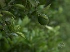 'Perspectiva é boa', diz citricultor sobre safra de laranja para 2016