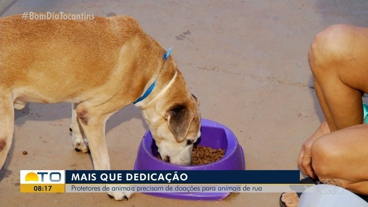 Protetores Precisam De Doa Es Para Continuar Ajudando Animais