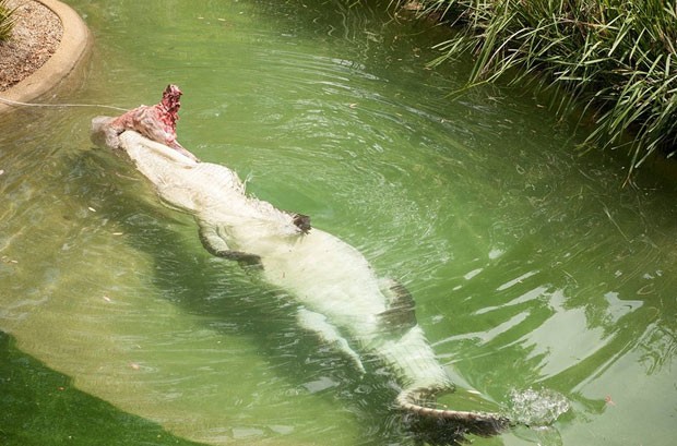 G Crocodilo Australiano Ganha Banquete Para Celebrar Anivers Rio