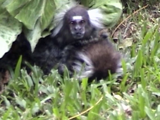 Sagui macho permaneceu 1h48 ao lado da fêmea, que agonizou até morrer após cair de uma árvore (Fot BBC)