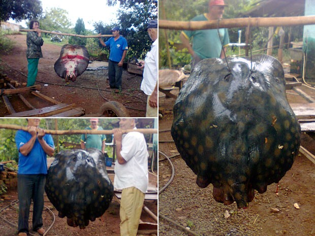 Arraia de 64 kg foi pescada e levada com auxílio de um reboque (Foto: Divulgação/Prefeitura de Porto Mauá)
