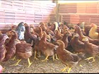 Criadores comemoram o aumento da procura por ovos caipiras em SP
