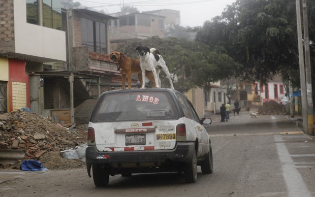 Cães sobre táxi nesta quinta-feira (11) em bairro de Lima, capital do Peru (Foto: Mariana Bazo/Reuters) Cães sobre táxi nesta quinta-feira (11) em bairro de Lima, capital do Peru (Foto: Mariana Bazo/Reuters)