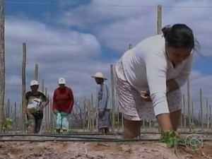 11 famílias participam do programa de plantio das uvas orgânicas no vale do São Francisco (Foto: Reprodução/ TV Grande Rio) 11 famílias participam do programa de plantio das uvas orgânicas no vale do São Francisco (Foto: Reprodução/ TV Grande Rio)