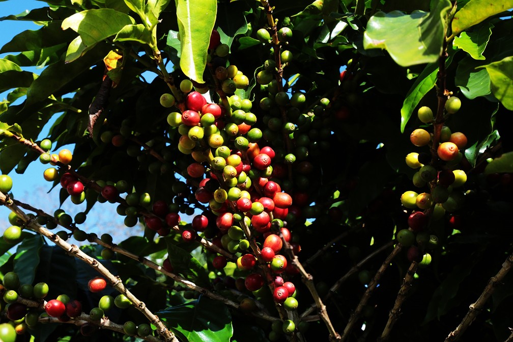 Café é um dos principais produtos de exportação do país (Foto: Viola Júnior)