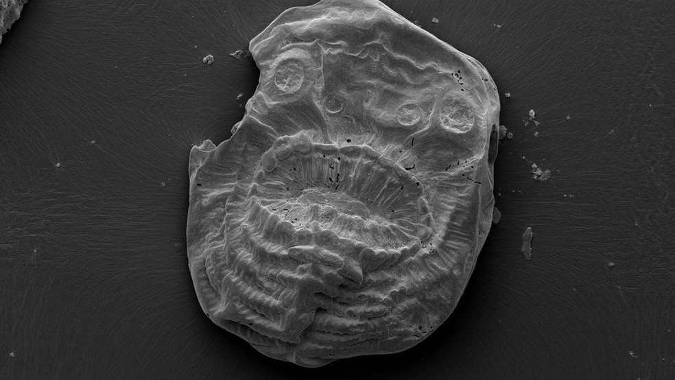O Saccorhytus era coberto de uma camada fina de pele e possuía músculos (Foto: Jian Han/Universidade Northwest, China)