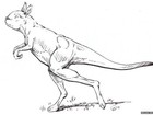 Em vez de pular, canguru gigante pré-histórico 'andava em duas patas’
