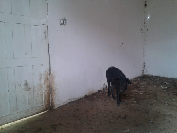 Geovani Brito flagrou um porco dentro de uma das salas da escola desativada (Foto: Geovani Brito da Costa)