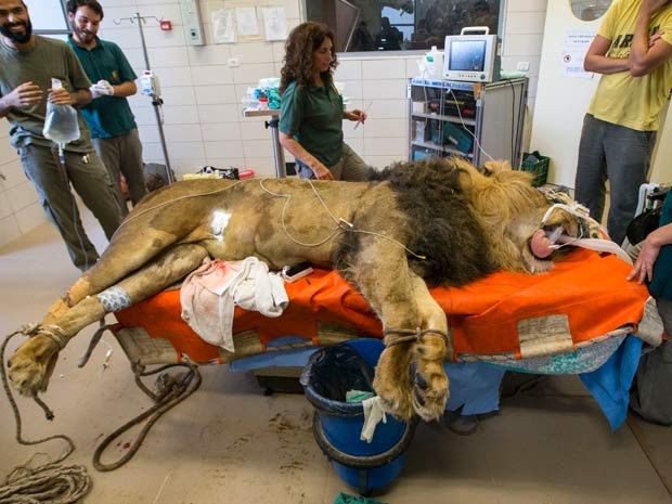 Leão passa por cirurgia em hospital veterinário de zoológico em Tel Aviv, nesta quarta-feira (29) (Foto: AFP PHOTO / JACK GUEZ)