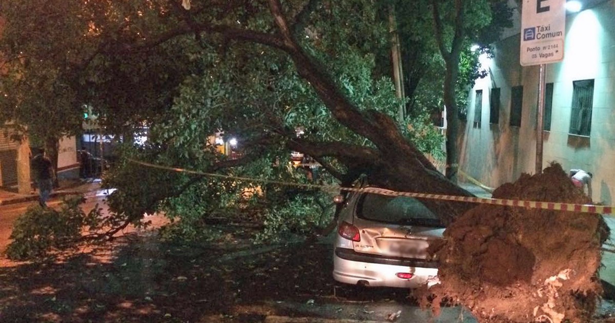 G1 - Chuva Derruba Mais De 170 árvores E Deixa Uma Pessoa Morta Em SP ...