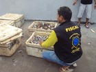 Polícia apreende 300 kg de peixes pescados durante a Piracema